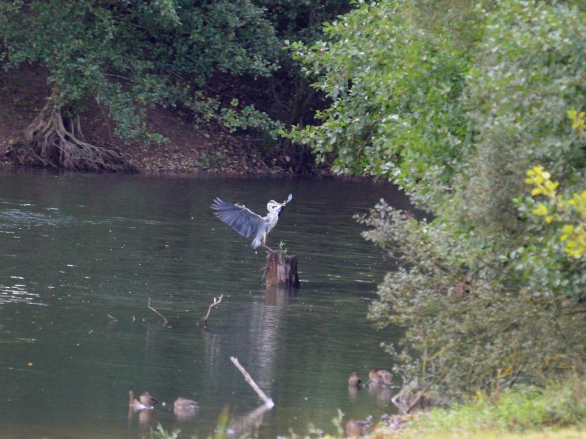 فيلا Les Cygnes Au Bord Du Loing Montigny-sur-Loing المظهر الخارجي الصورة