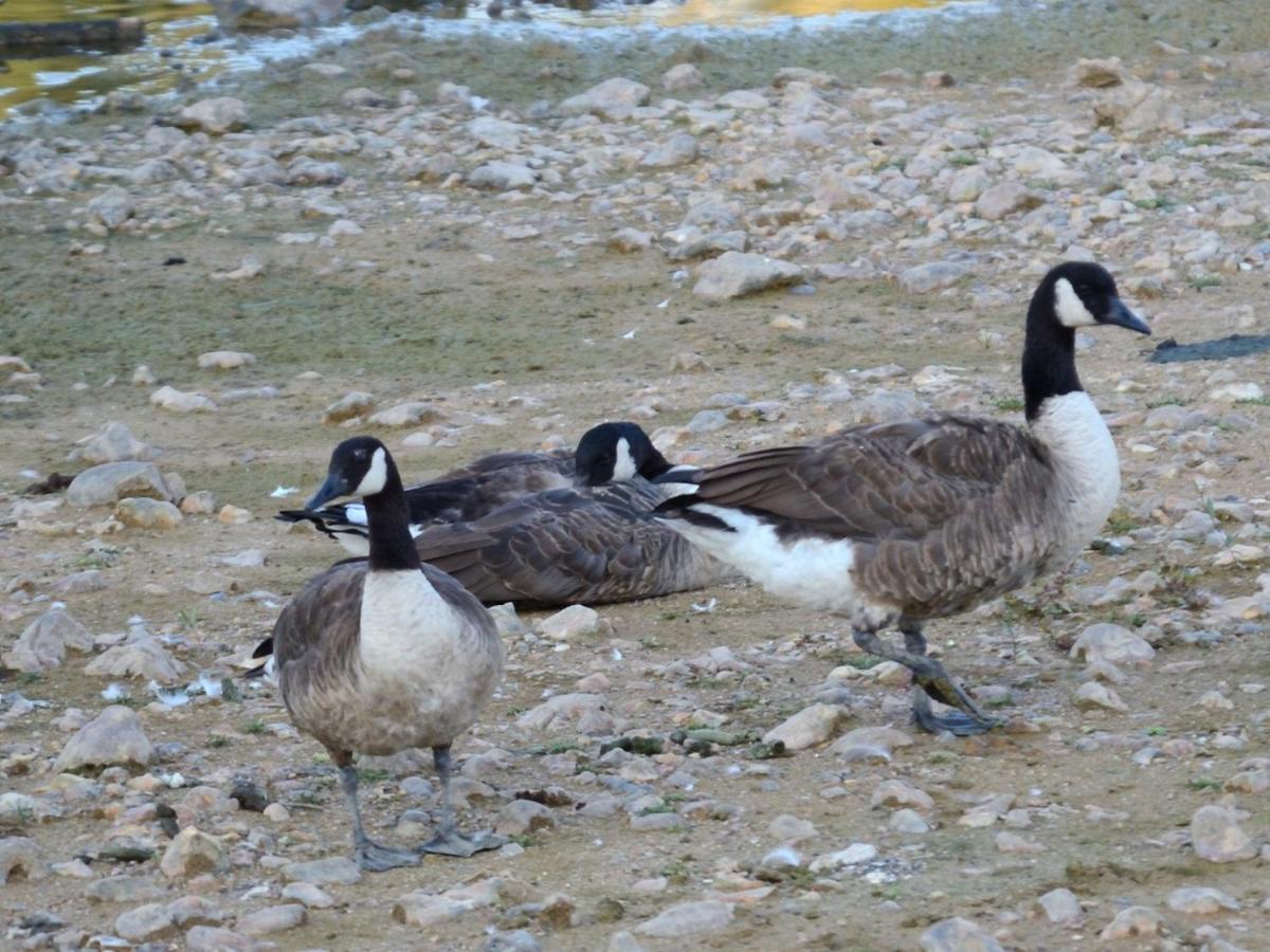فيلا Les Cygnes Au Bord Du Loing Montigny-sur-Loing المظهر الخارجي الصورة