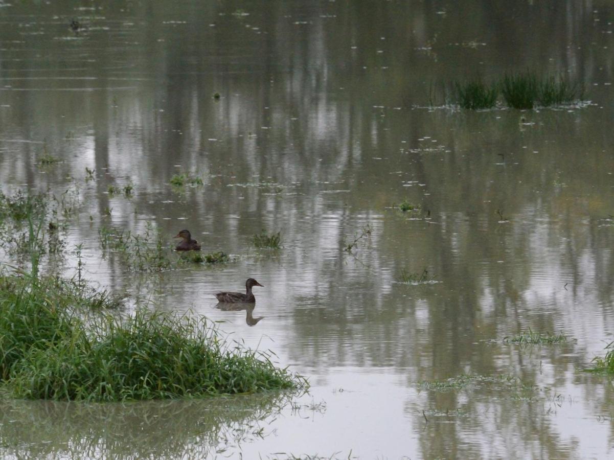 فيلا Les Cygnes Au Bord Du Loing Montigny-sur-Loing المظهر الخارجي الصورة