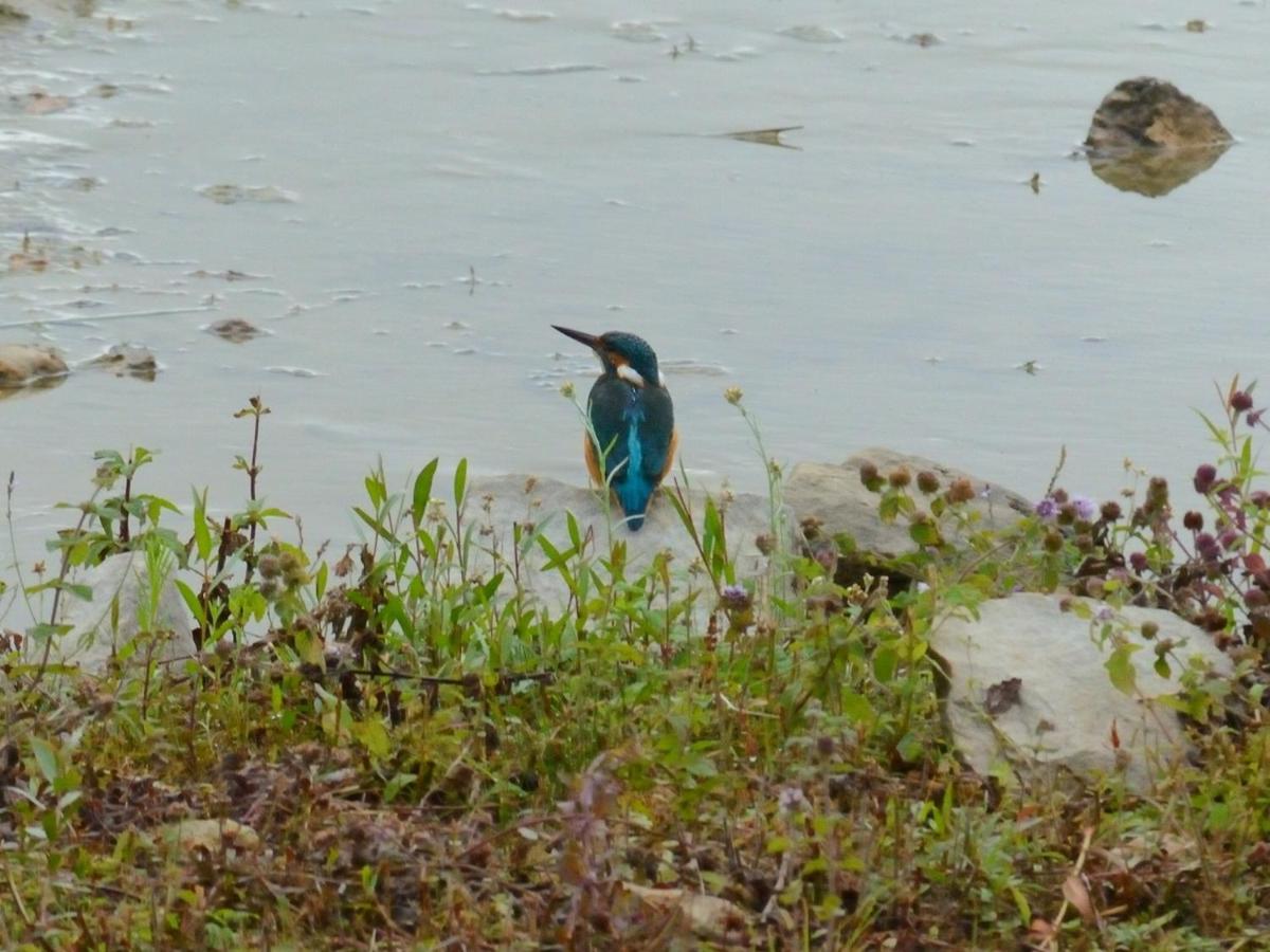 فيلا Les Cygnes Au Bord Du Loing Montigny-sur-Loing المظهر الخارجي الصورة