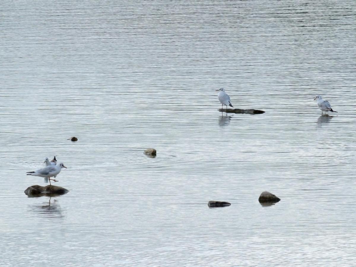 فيلا Les Cygnes Au Bord Du Loing Montigny-sur-Loing المظهر الخارجي الصورة
